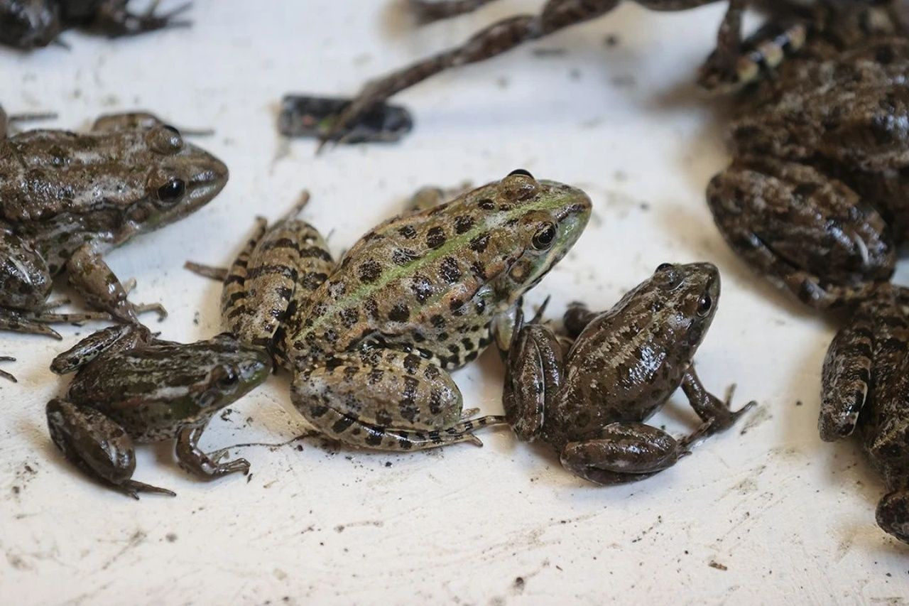 Bacağı 43 dolar! Türkiye’de kurbağa ihracatı rekor kırıyor - Sayfa 5