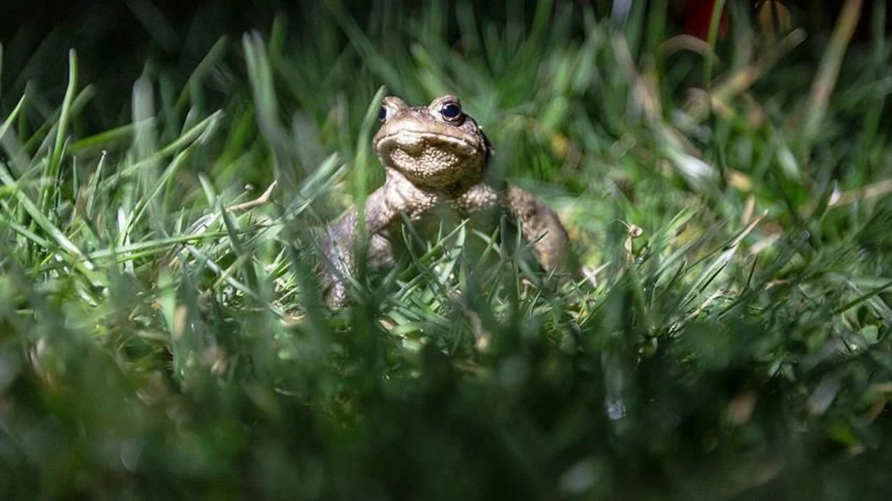 Bacağı 43 dolar! Türkiye’de kurbağa ihracatı rekor kırıyor - Sayfa 6
