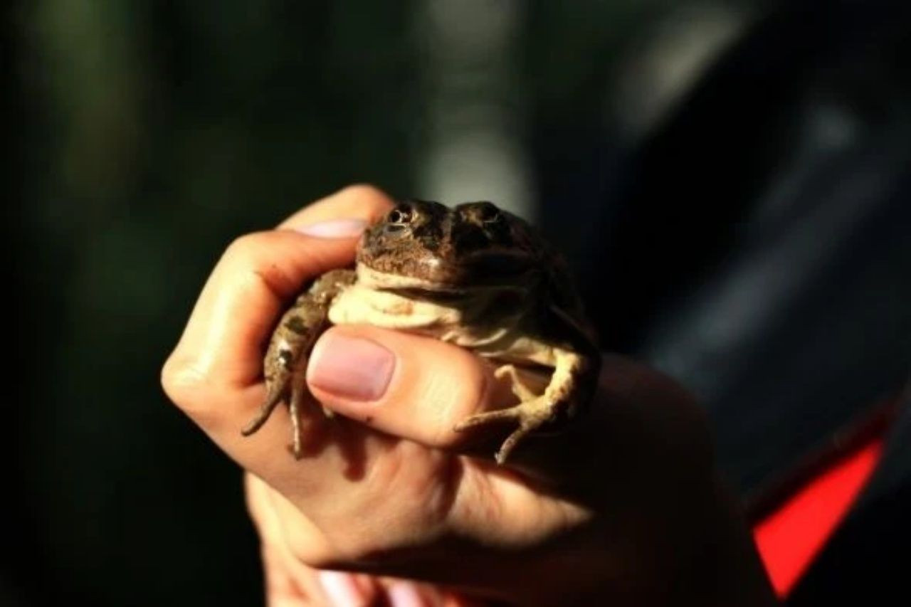 Bacağı 43 dolar! Türkiye’de kurbağa ihracatı rekor kırıyor - Sayfa 7
