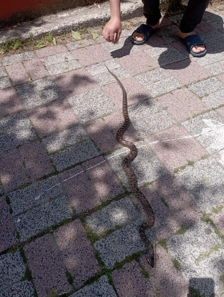 İstanbul'da 7 ilçede yılan tedirginliği! Havalar ısındı, yılanlar ortaya çıktı, her yerdeler - Sayfa 5
