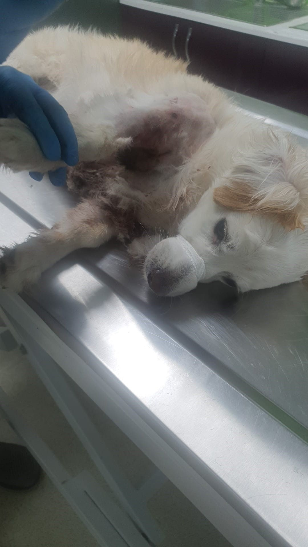 Bursa'da kangal dehşeti! Köpeğini gezdiren kadın paramparça ettiler; o anlar kamerada - Sayfa 1