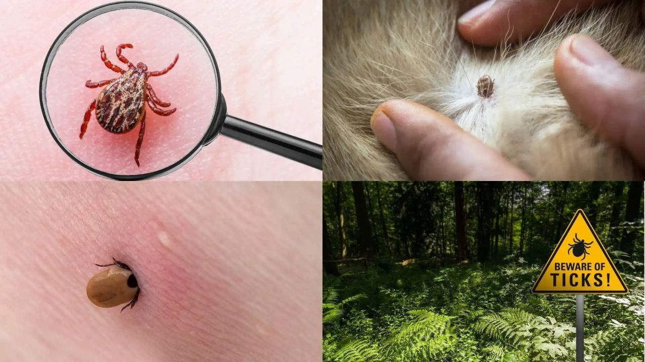 Biyolojik saldırı altında olabiliriz: Orman yangınlarının yarattığı canavar keneler - Sayfa 7