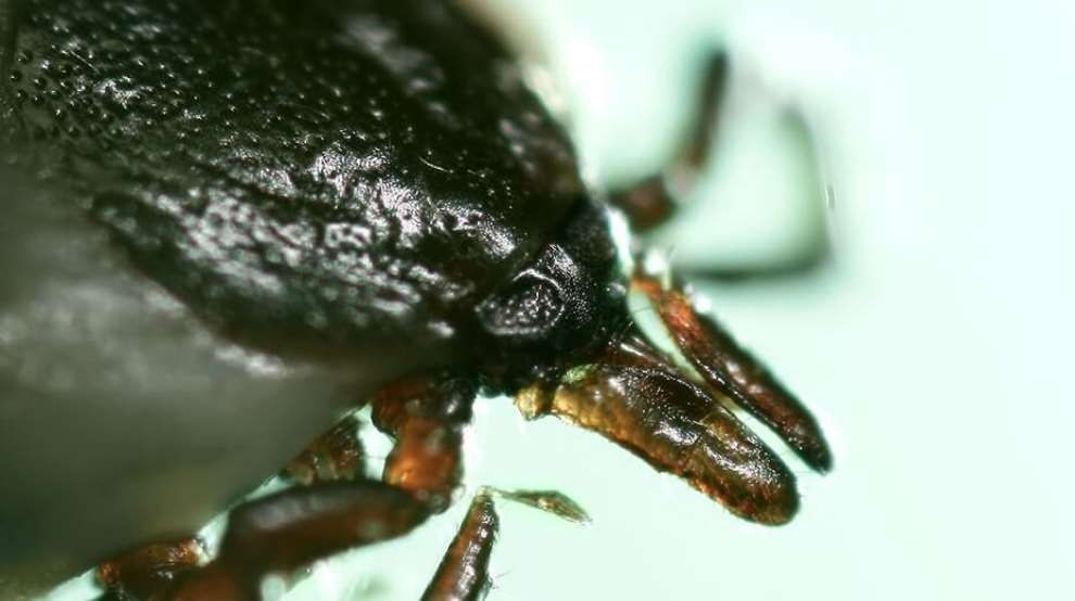 Biyolojik saldırı altında olabiliriz: Orman yangınlarının yarattığı canavar keneler - Sayfa 13