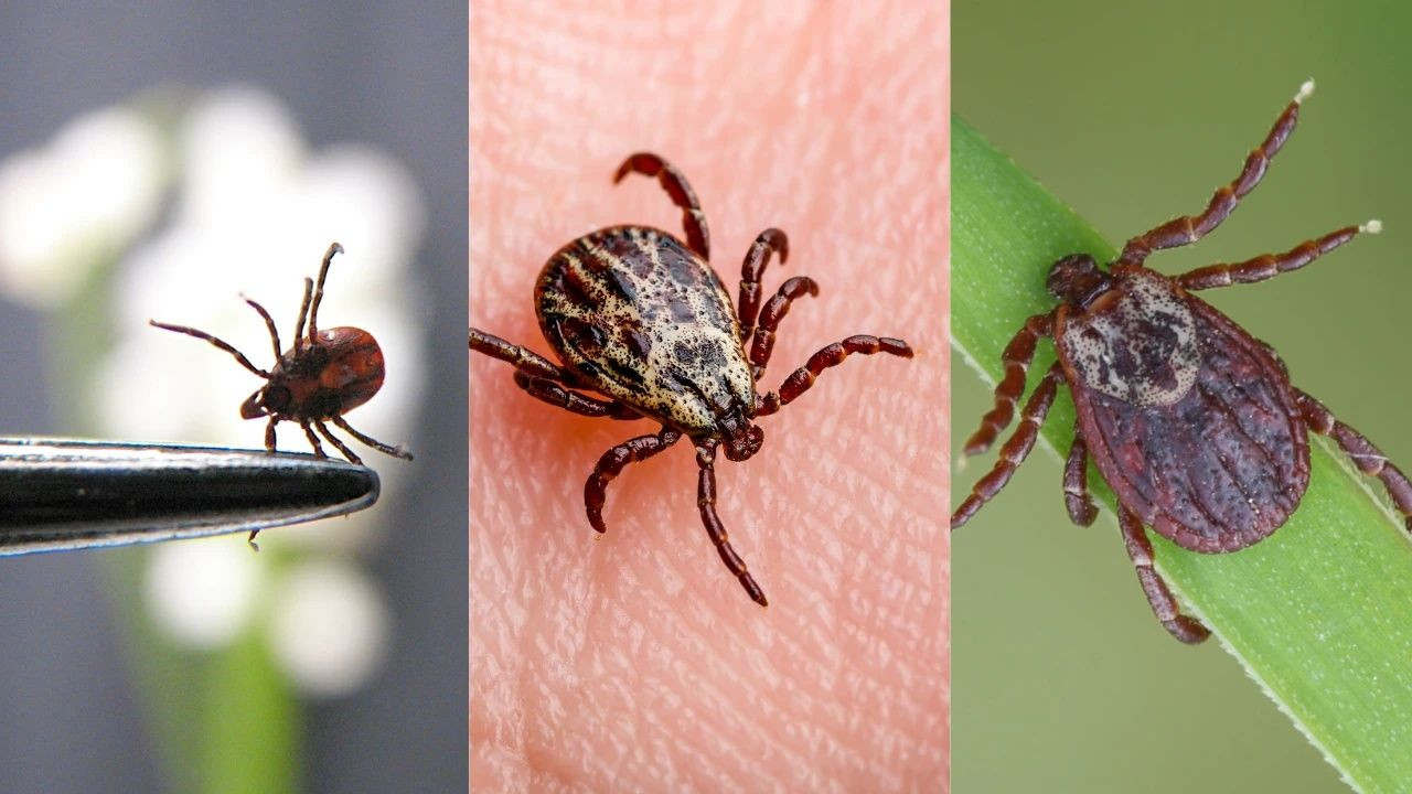 Biyolojik saldırı altında olabiliriz: Orman yangınlarının yarattığı canavar keneler - Sayfa 21