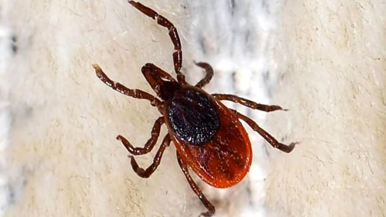 Biyolojik saldırı altında olabiliriz: Orman yangınlarının yarattığı canavar keneler - Sayfa 6