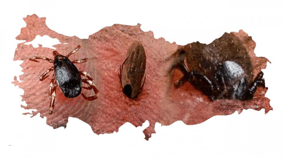 Biyolojik saldırı altında olabiliriz: Orman yangınlarının yarattığı canavar keneler - Sayfa 9