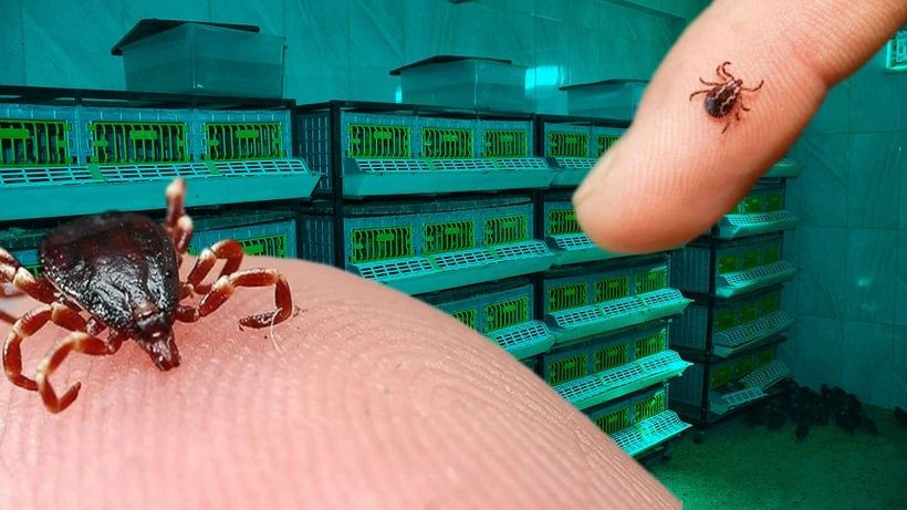 Biyolojik saldırı altında olabiliriz: Orman yangınlarının yarattığı canavar keneler - Sayfa 3