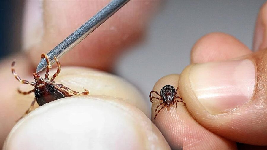 Biyolojik saldırı altında olabiliriz: Orman yangınlarının yarattığı canavar keneler - Sayfa 5