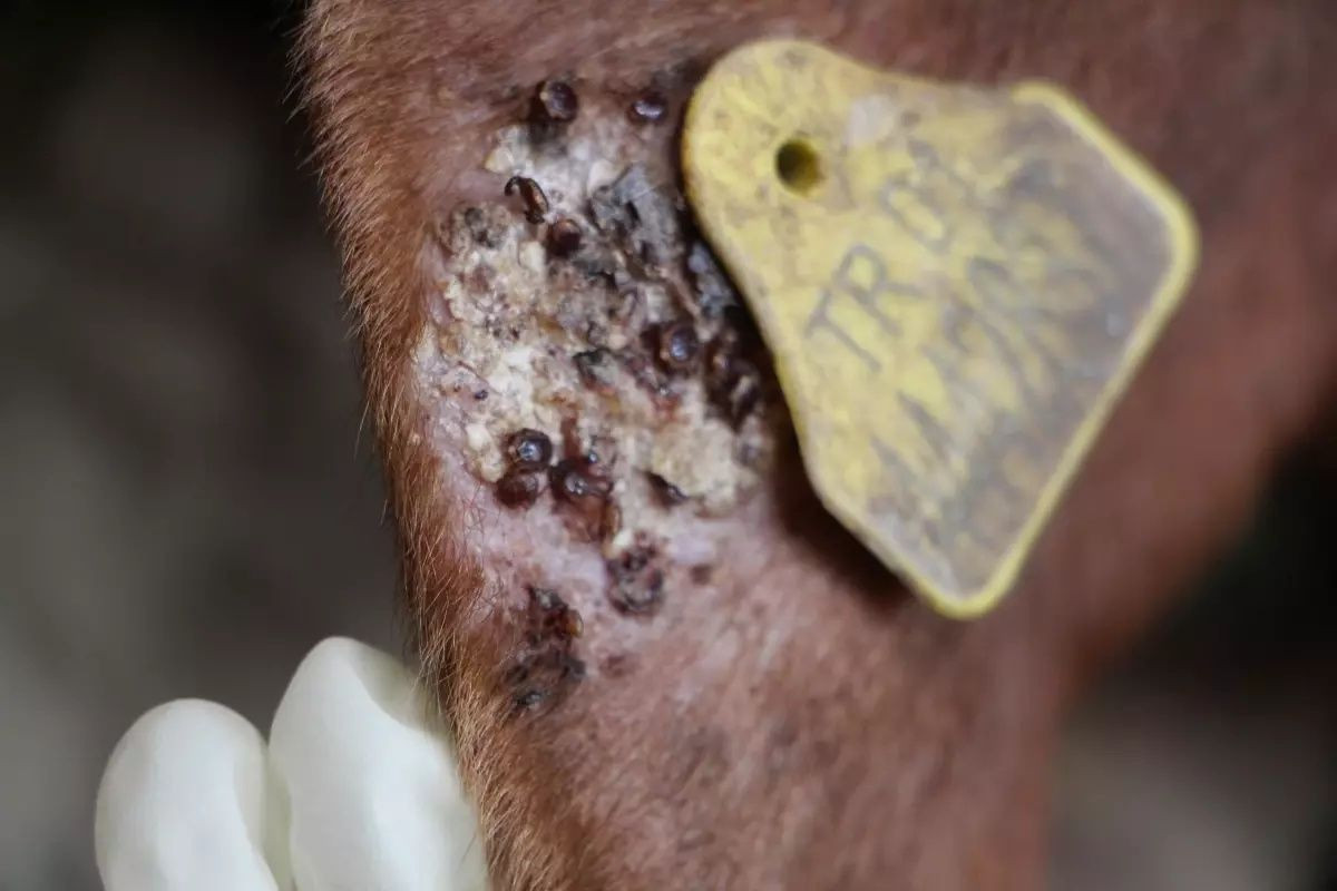 Biyolojik saldırı altında olabiliriz: Orman yangınlarının yarattığı canavar keneler - Sayfa 15