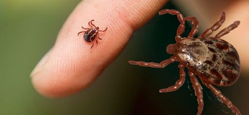 Biyolojik saldırı altında olabiliriz: Orman yangınlarının yarattığı canavar keneler - Sayfa 4