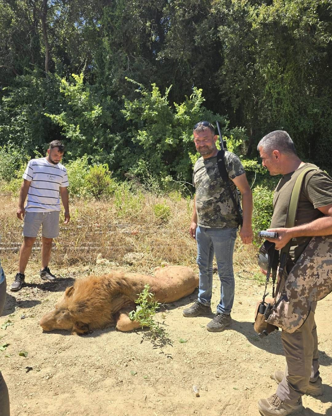 Manavgat'ta aslan paniği! Zeus isimli aslan hayvan parkından kaçıp bir kişiyi yaraladı, tüfekle vurdular - Sayfa 1