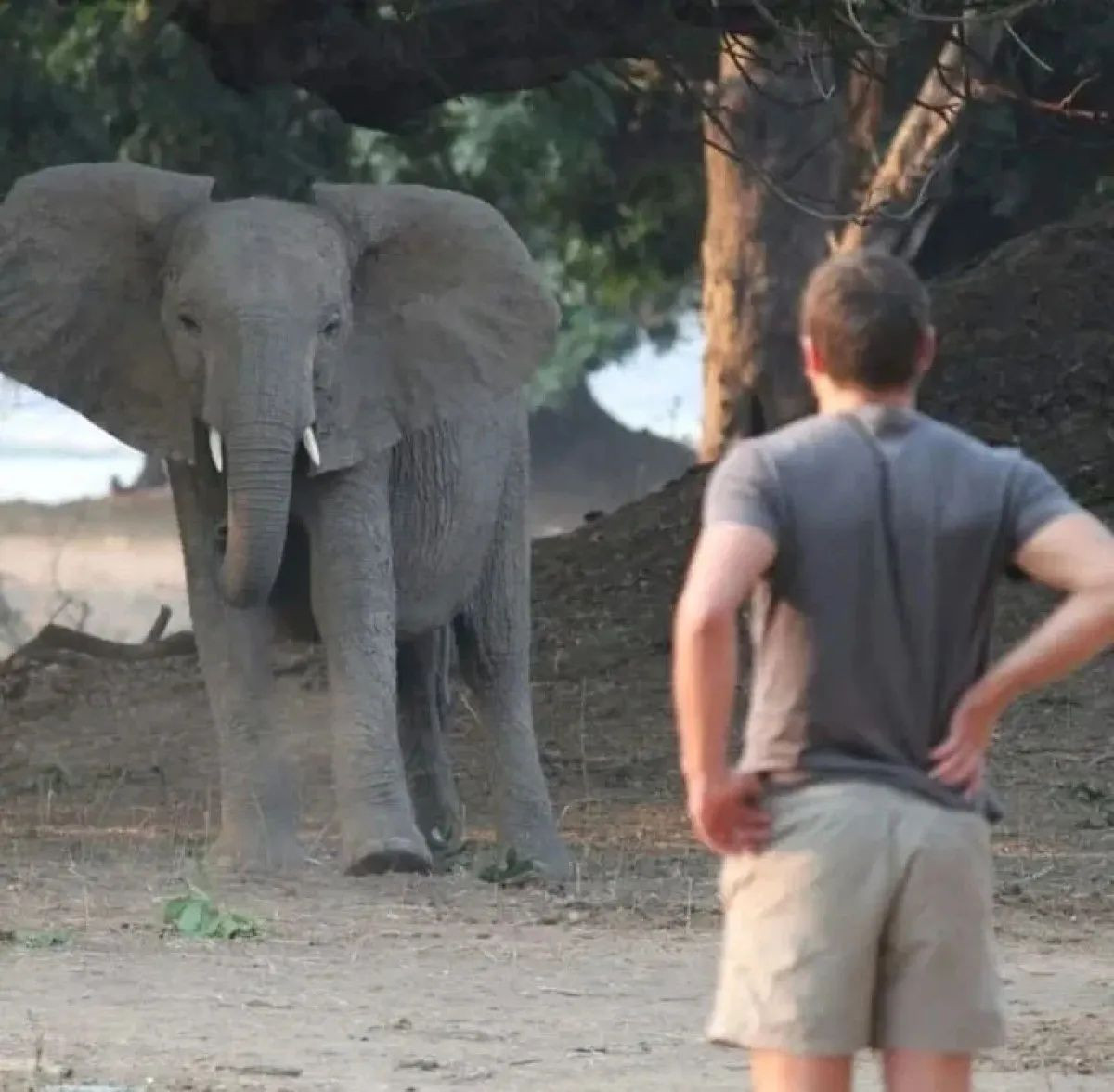 Güney Afrika’da altı tonluk bir filin saldırısına uğrayan CEO hayatını kaybetti! - Sayfa 4