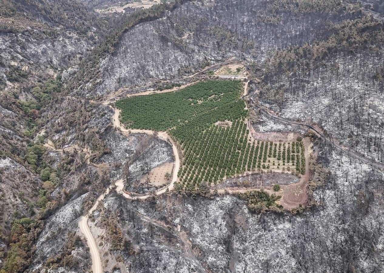 Allah'ın hikmeti... Bursa'da orman yangınının ortasında kalan 48 dönümlük şeftali bahçesi zarar görmedi - Sayfa 10