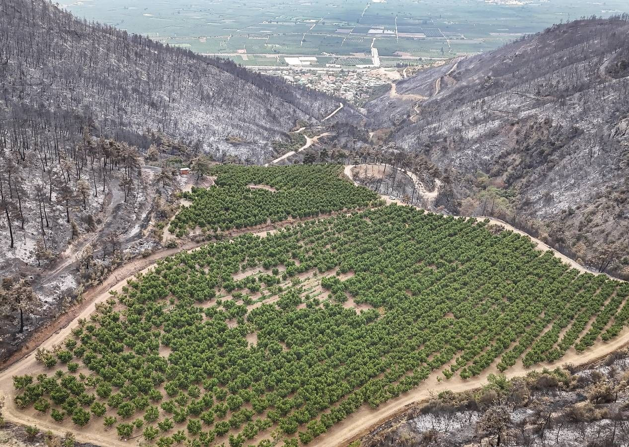 Allah'ın hikmeti... Bursa'da orman yangınının ortasında kalan 48 dönümlük şeftali bahçesi zarar görmedi - Sayfa 9