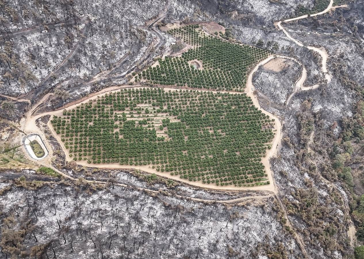 Allah'ın hikmeti... Bursa'da orman yangınının ortasında kalan 48 dönümlük şeftali bahçesi zarar görmedi - Sayfa 8
