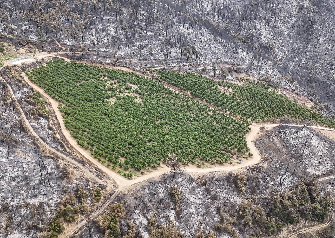 Allah'ın hikmeti... Bursa'da orman yangınının ortasında kalan 48 dönümlük şeftali bahçesi zarar görmedi - Sayfa 7