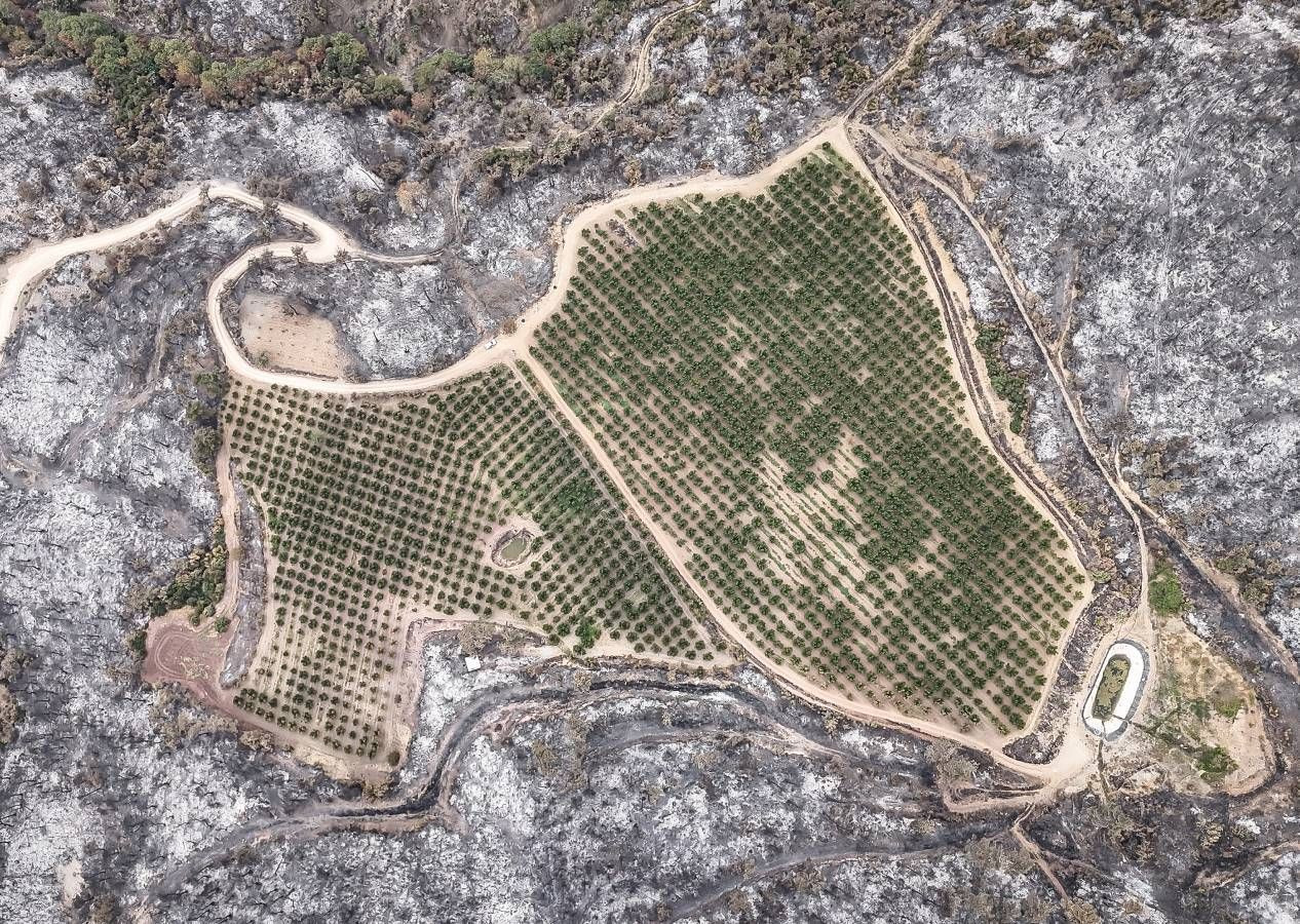 Allah'ın hikmeti... Bursa'da orman yangınının ortasında kalan 48 dönümlük şeftali bahçesi zarar görmedi - Sayfa 6