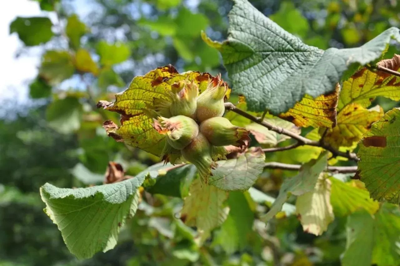 Fındık fiyatlarında kriz alarmı! Bu sene rekolte düşük - Sayfa 7