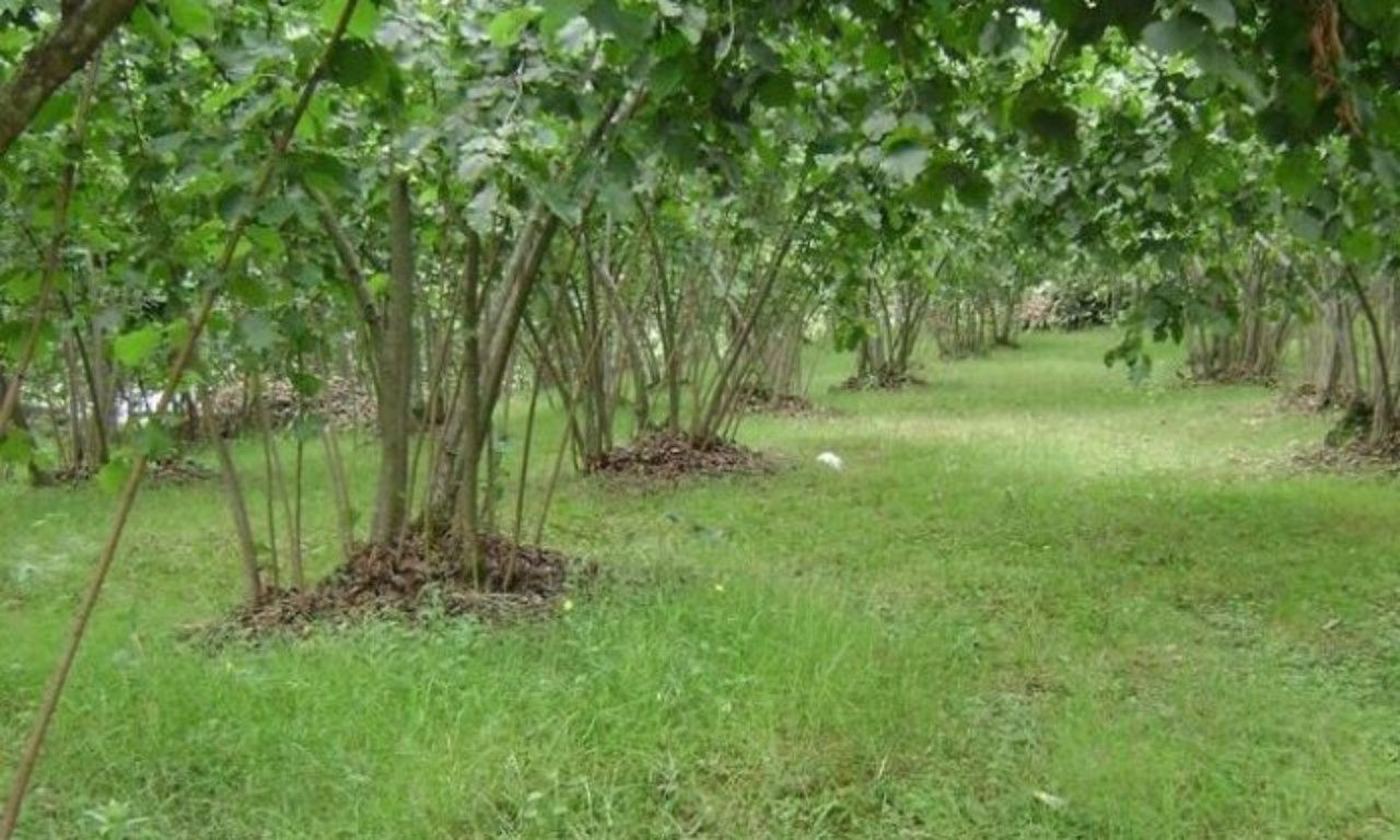 Fındık fiyatlarında kriz alarmı! Bu sene rekolte düşük - Sayfa 2