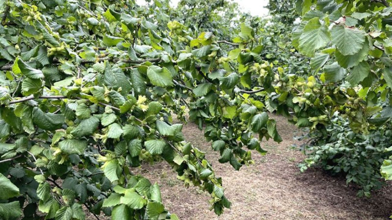 Fındık fiyatlarında kriz alarmı! Bu sene rekolte düşük - Sayfa 4