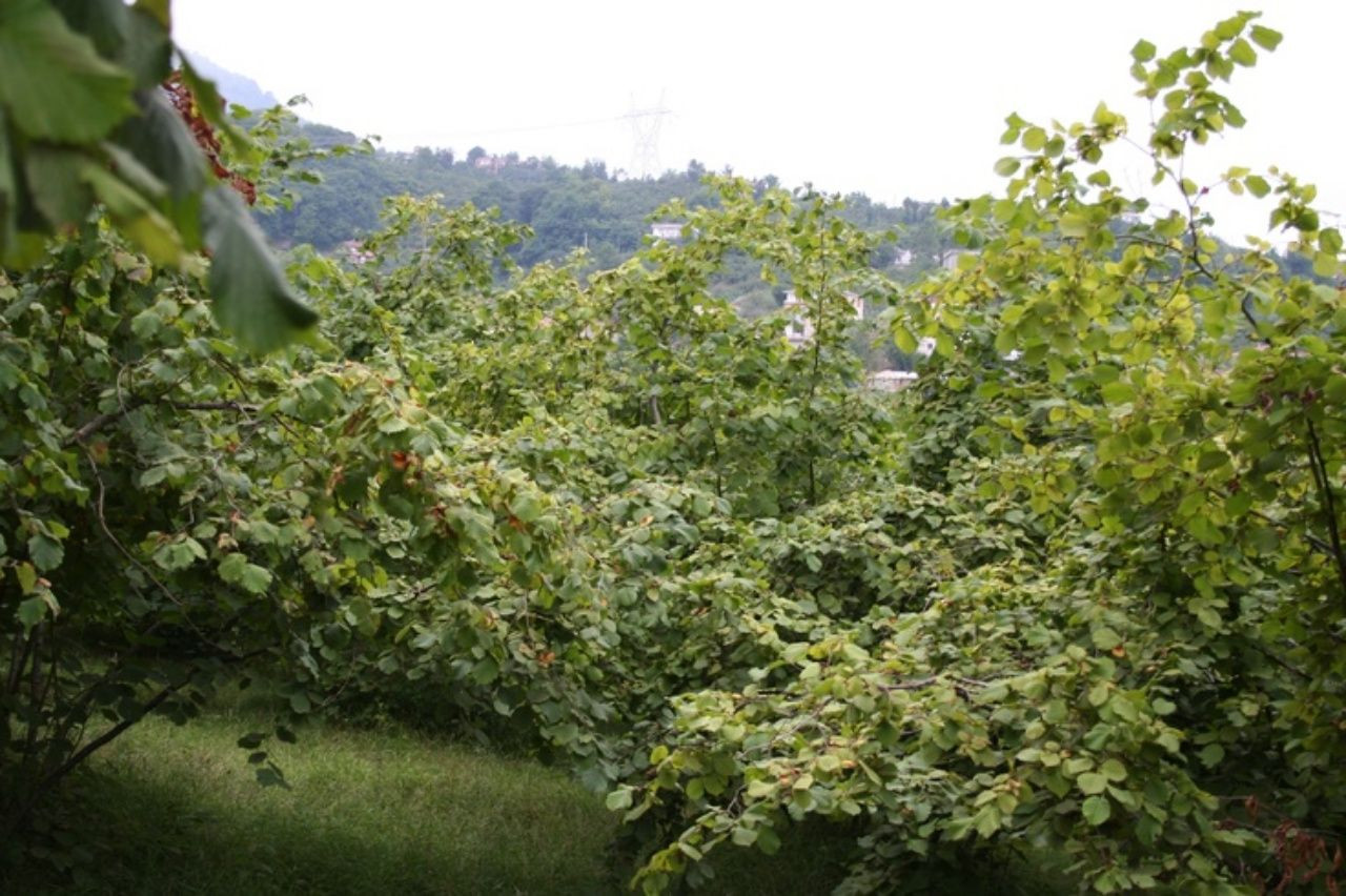 Fındık fiyatlarında kriz alarmı! Bu sene rekolte düşük - Sayfa 5