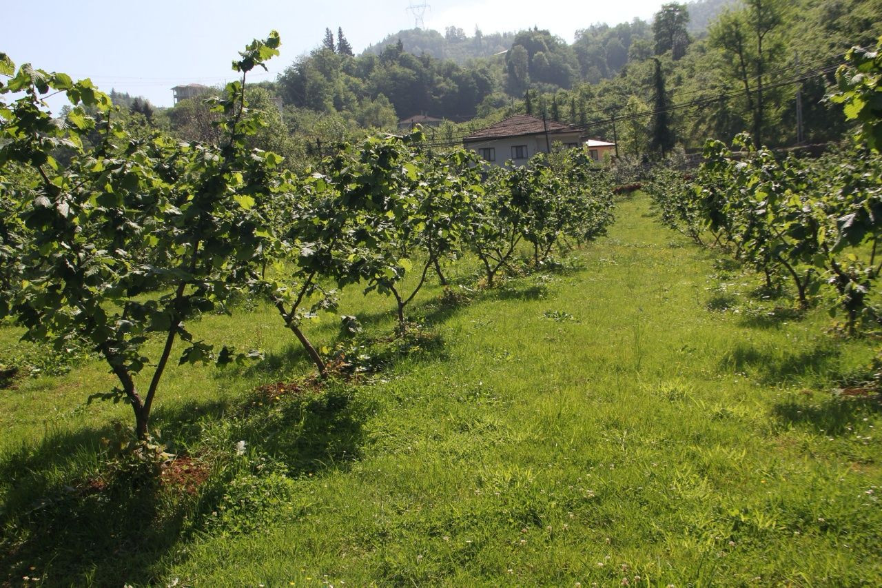 Fındık fiyatlarında kriz alarmı! Bu sene rekolte düşük - Sayfa 6
