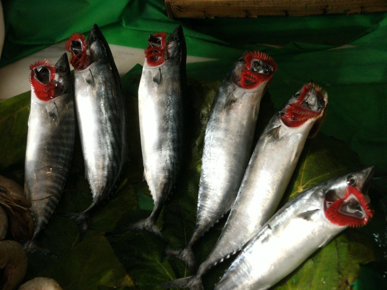 Palamut tezgahlara çıkmaya başladı! Tanesi 350 TL’ye satılıyor - Sayfa 1