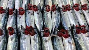 Palamut tezgahlara çıkmaya başladı! Tanesi 350 TL’ye satılıyor - Sayfa 2