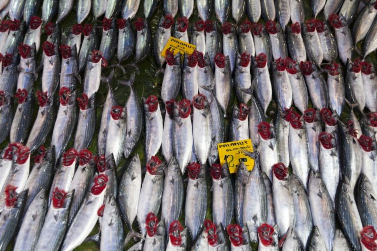 Palamut tezgahlara çıkmaya başladı! Tanesi 350 TL’ye satılıyor - Sayfa 3