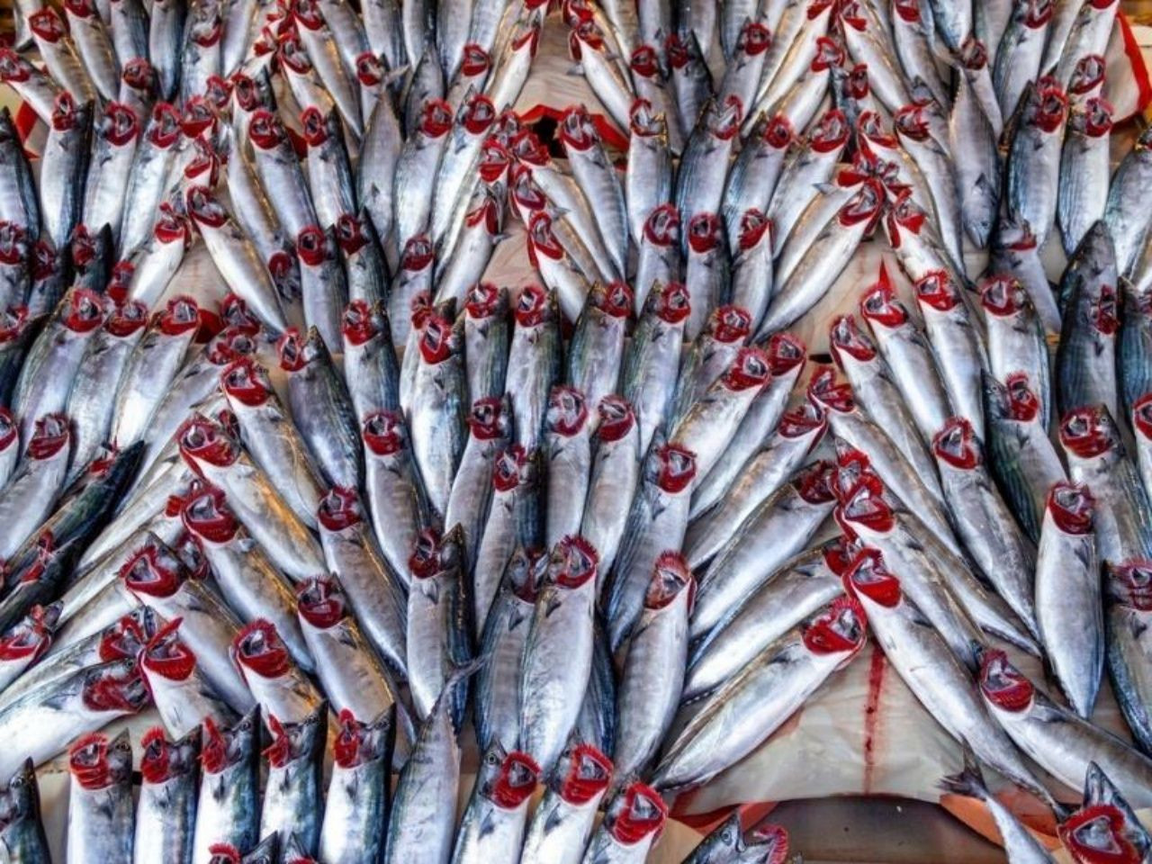 Palamut tezgahlara çıkmaya başladı! Tanesi 350 TL’ye satılıyor - Sayfa 4