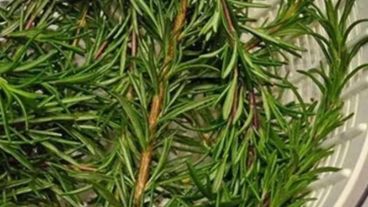 Beynin bilgisayar gibi çalışmasını sağlıyor; 1 çay kaşığı anında etki ediyor - Sayfa 7