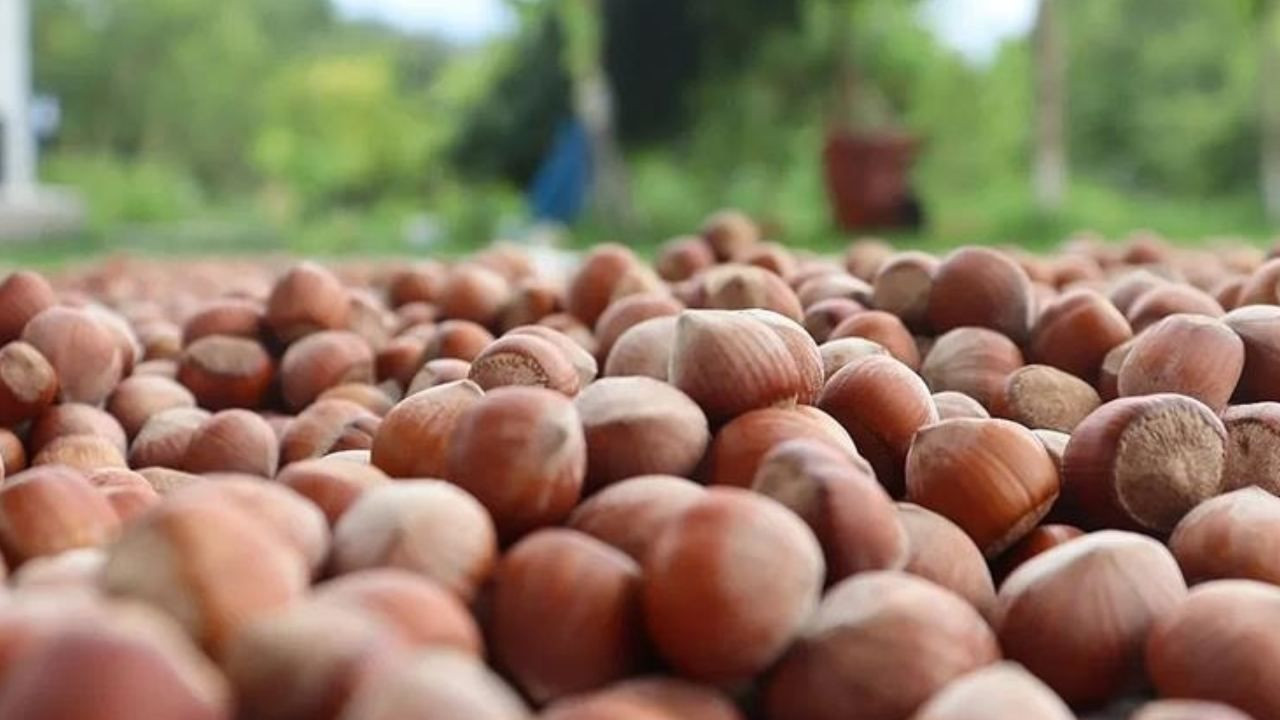 Fındığı don vurdu, üretici mucize ürüne yöneldi; Bahçesine eken paraya para demiyor - Sayfa 10