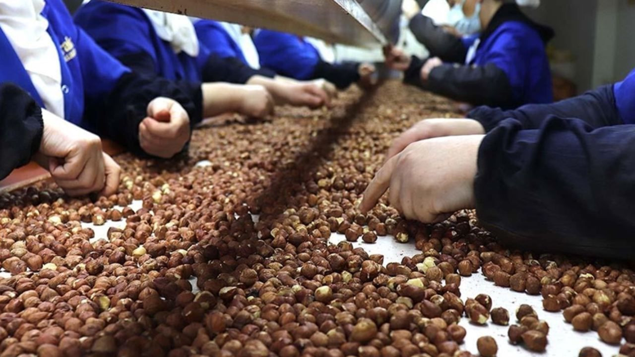 Fındığı don vurdu, üretici mucize ürüne yöneldi; Bahçesine eken paraya para demiyor - Sayfa 11