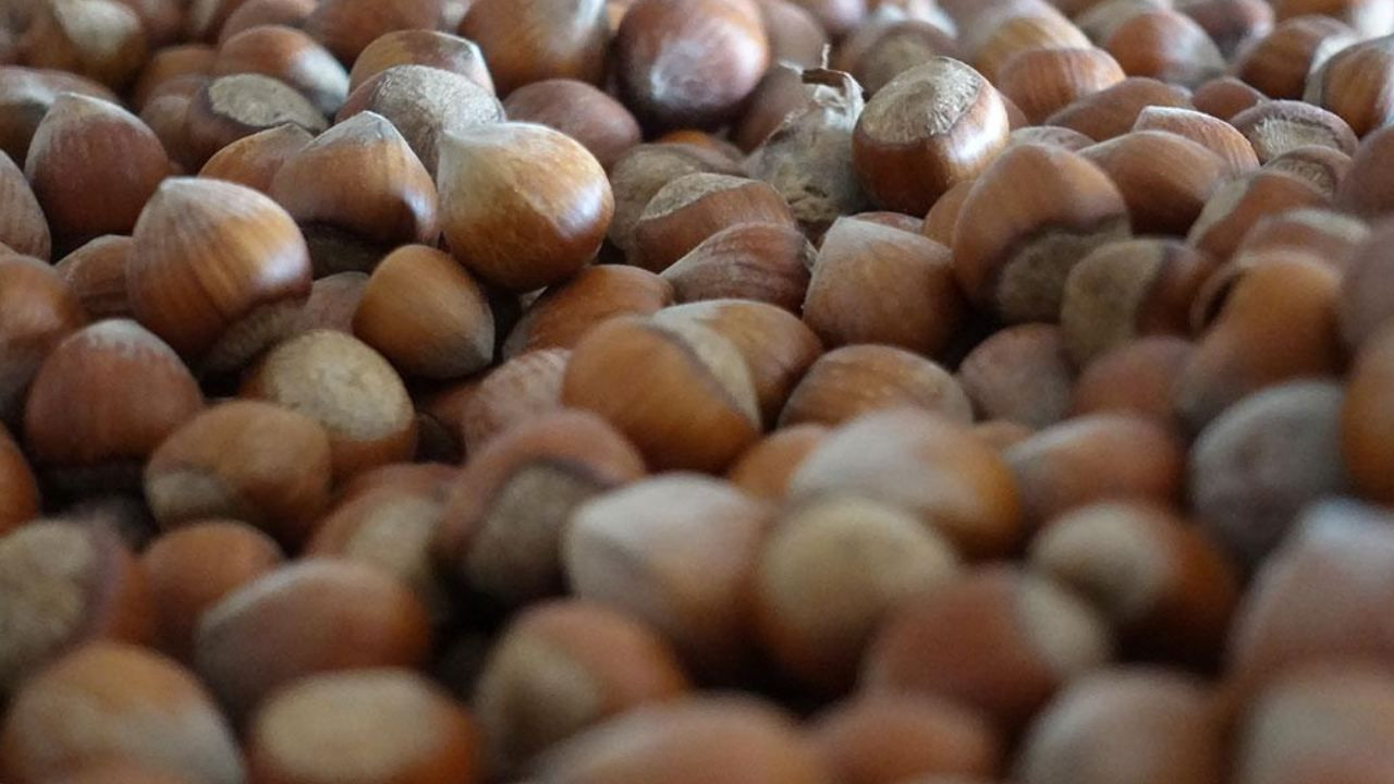 Fındığı don vurdu, üretici mucize ürüne yöneldi; Bahçesine eken paraya para demiyor - Sayfa 12