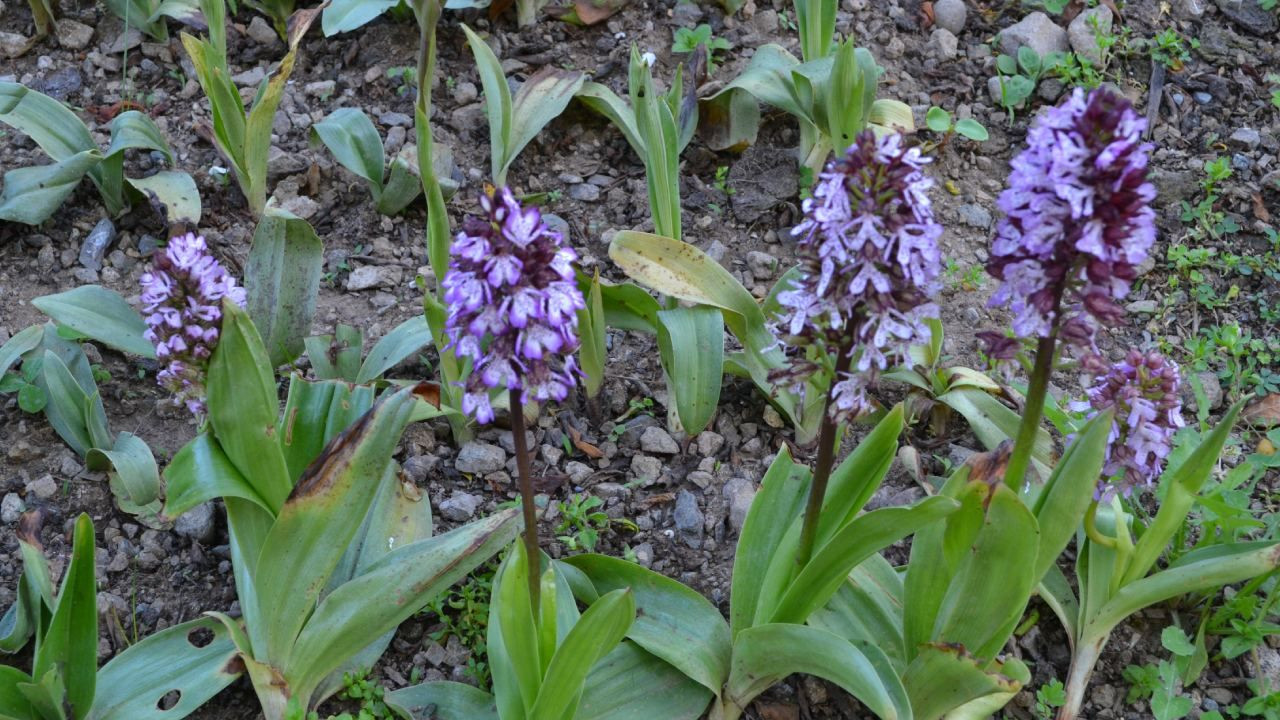 Fındığı don vurdu, üretici mucize ürüne yöneldi; Bahçesine eken paraya para demiyor - Sayfa 1