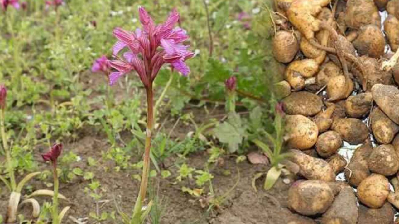 Fındığı don vurdu, üretici mucize ürüne yöneldi; Bahçesine eken paraya para demiyor - Sayfa 2