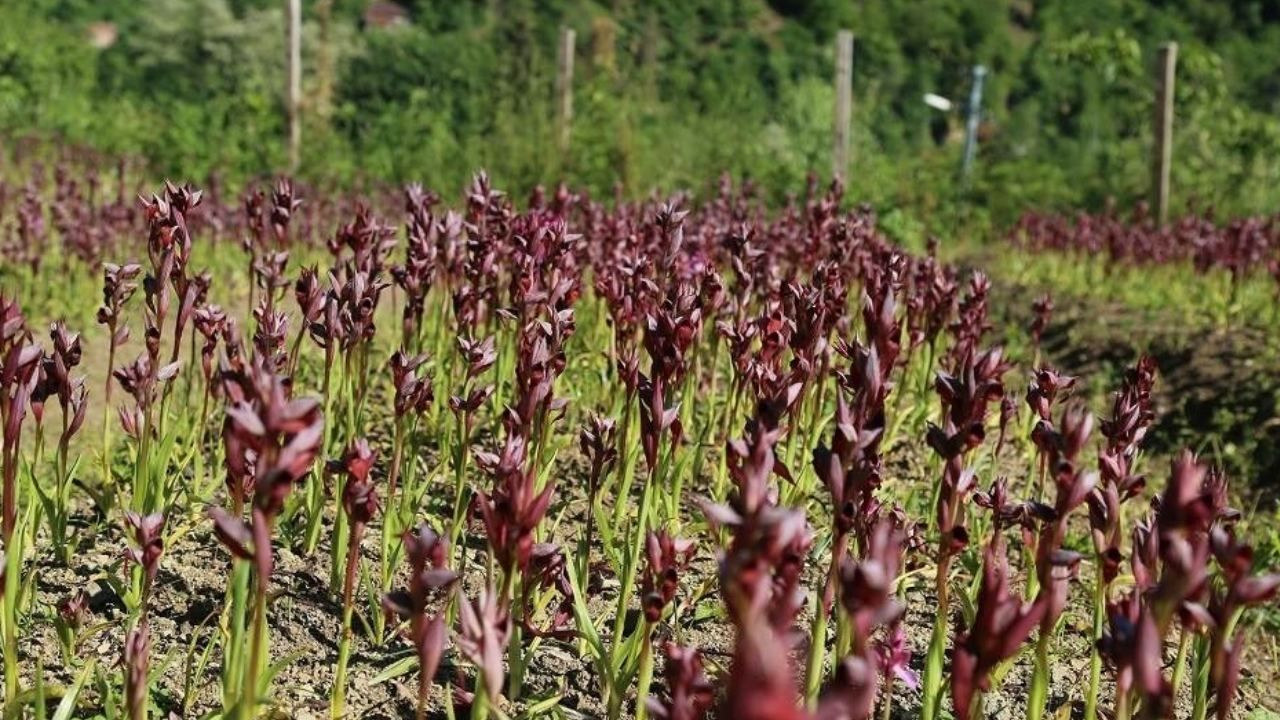 Fındığı don vurdu, üretici mucize ürüne yöneldi; Bahçesine eken paraya para demiyor - Sayfa 3