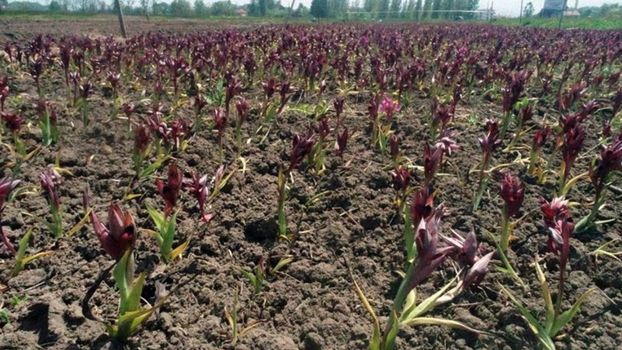 Fındığı don vurdu, üretici mucize ürüne yöneldi; Bahçesine eken paraya para demiyor - Sayfa 4