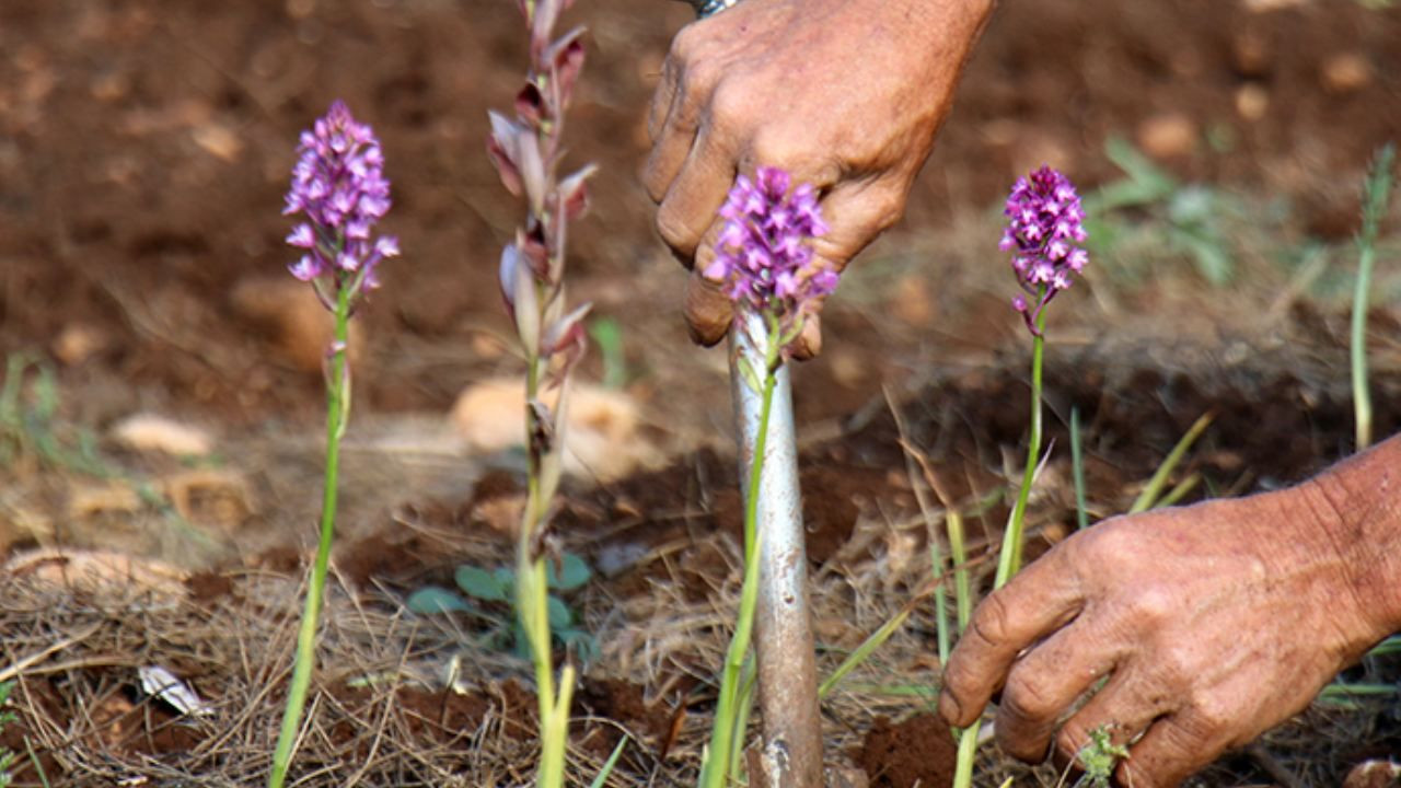 Fındığı don vurdu, üretici mucize ürüne yöneldi; Bahçesine eken paraya para demiyor - Sayfa 5
