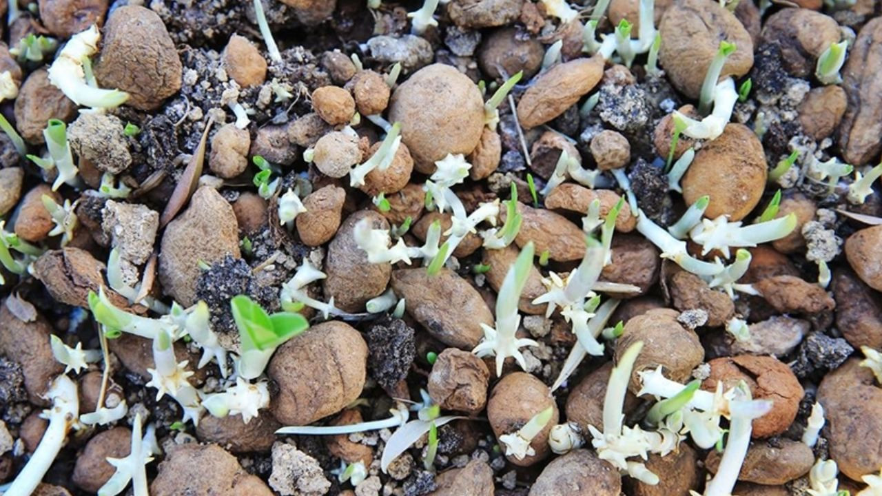 Fındığı don vurdu, üretici mucize ürüne yöneldi; Bahçesine eken paraya para demiyor - Sayfa 6