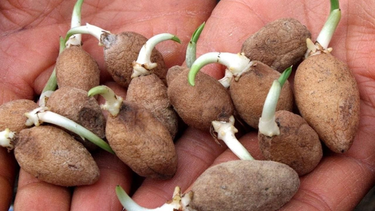 Fındığı don vurdu, üretici mucize ürüne yöneldi; Bahçesine eken paraya para demiyor - Sayfa 7