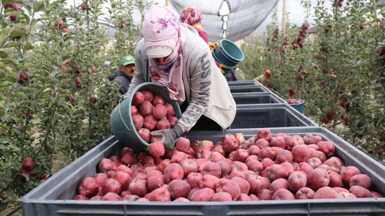 Spring su uygulamasıyla zirai dondan kurtuldu! Tonlarca rekolte alan çiftçi sırrını açıkladı - Sayfa 12