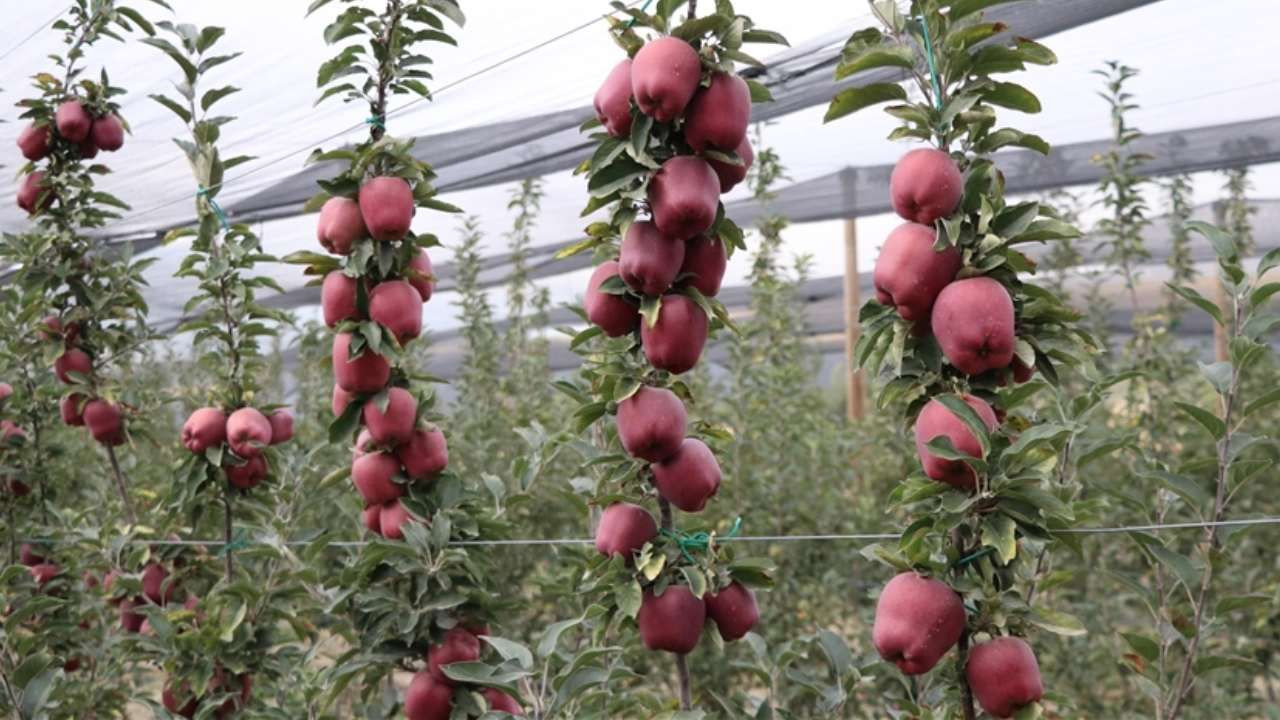 Spring su uygulamasıyla zirai dondan kurtuldu! Tonlarca rekolte alan çiftçi sırrını açıkladı - Sayfa 11