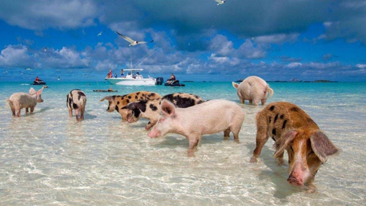 İşte gelir vergisi bulunmayan 12 ülke: Yurt dışında iş yapmak isteyenler akın akın gidiyor - Sayfa 2