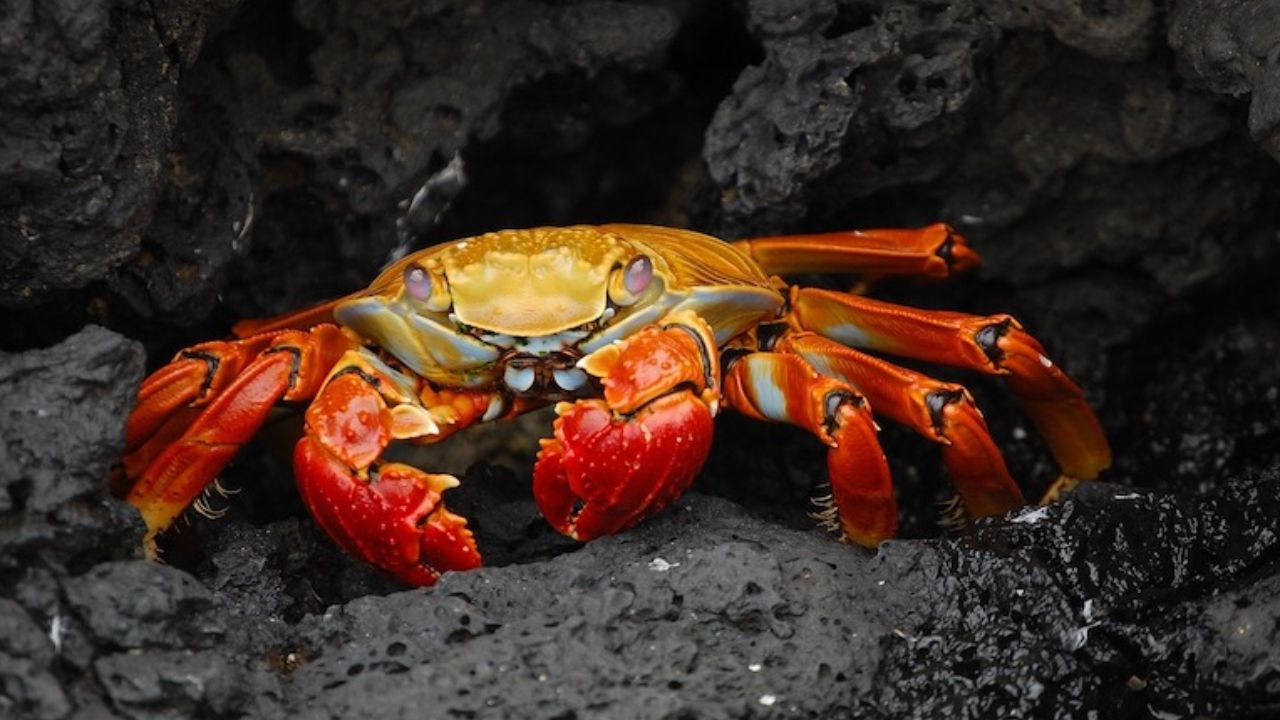 Zodyak Kuşağı’nın en güvenilir 5 burcu; Akrep, oğlak göreni şaşırtıyor - Sayfa 8