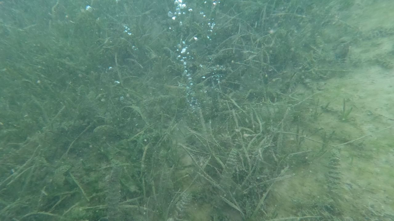 Korkutan manzara! Sapanca'daki kabarcıklar depremin habercisi mi? - Sayfa 2