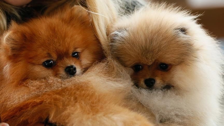 Evcil hayvan sahipleri dikkat: Kedi, köpek ve gelinciklerde mikroçip zorunluluğu için tanınan süre uzatıldı: Son tarih 31 Aralık 2025 - Sayfa 2