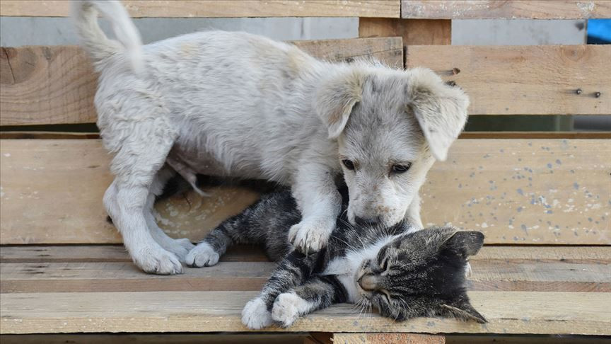 Evcil hayvan sahipleri dikkat: Kedi, köpek ve gelinciklerde mikroçip zorunluluğu için tanınan süre uzatıldı: Son tarih 31 Aralık 2025 - Sayfa 4