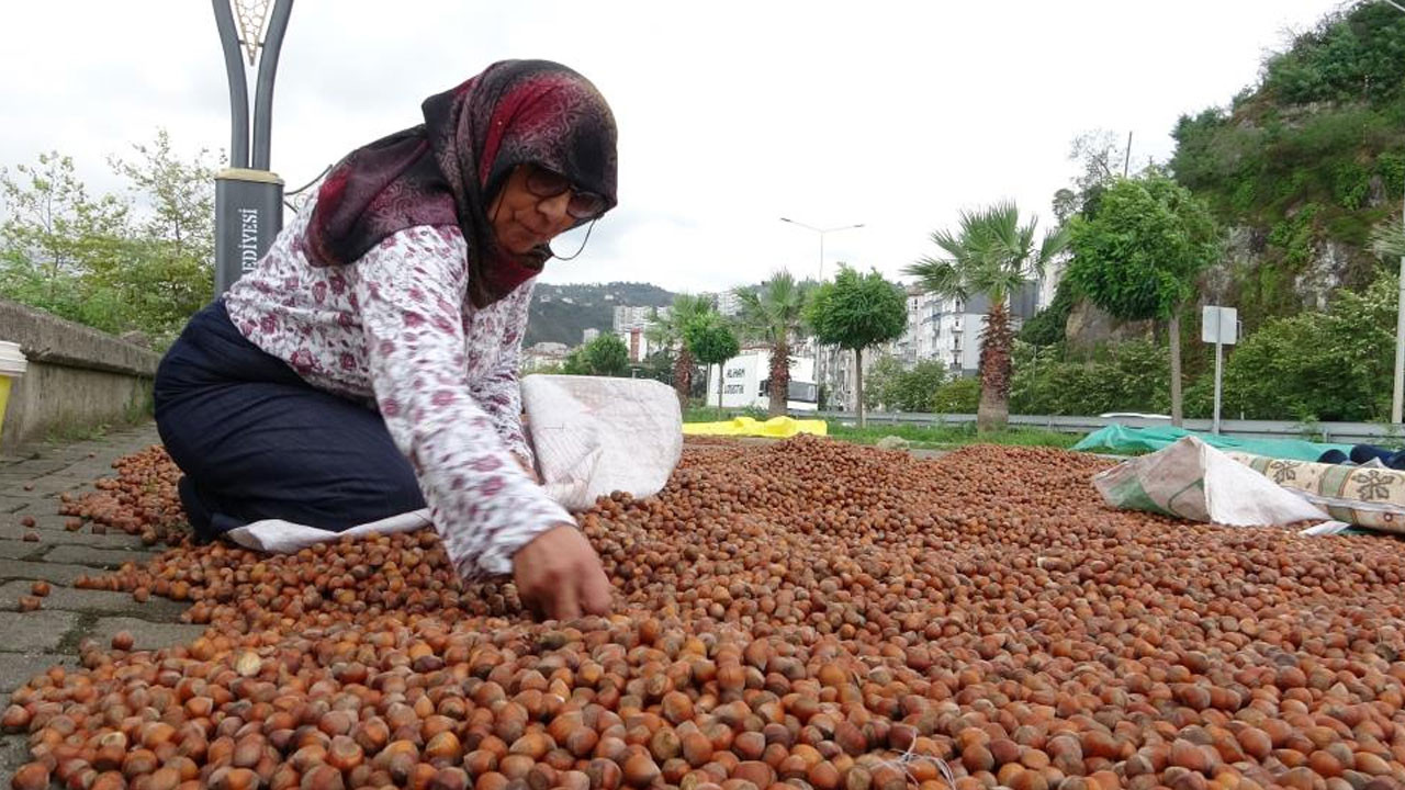 Giresun'da fındık fiyatları düşüşte! Üretici umudunu yeni yıla bıraktı