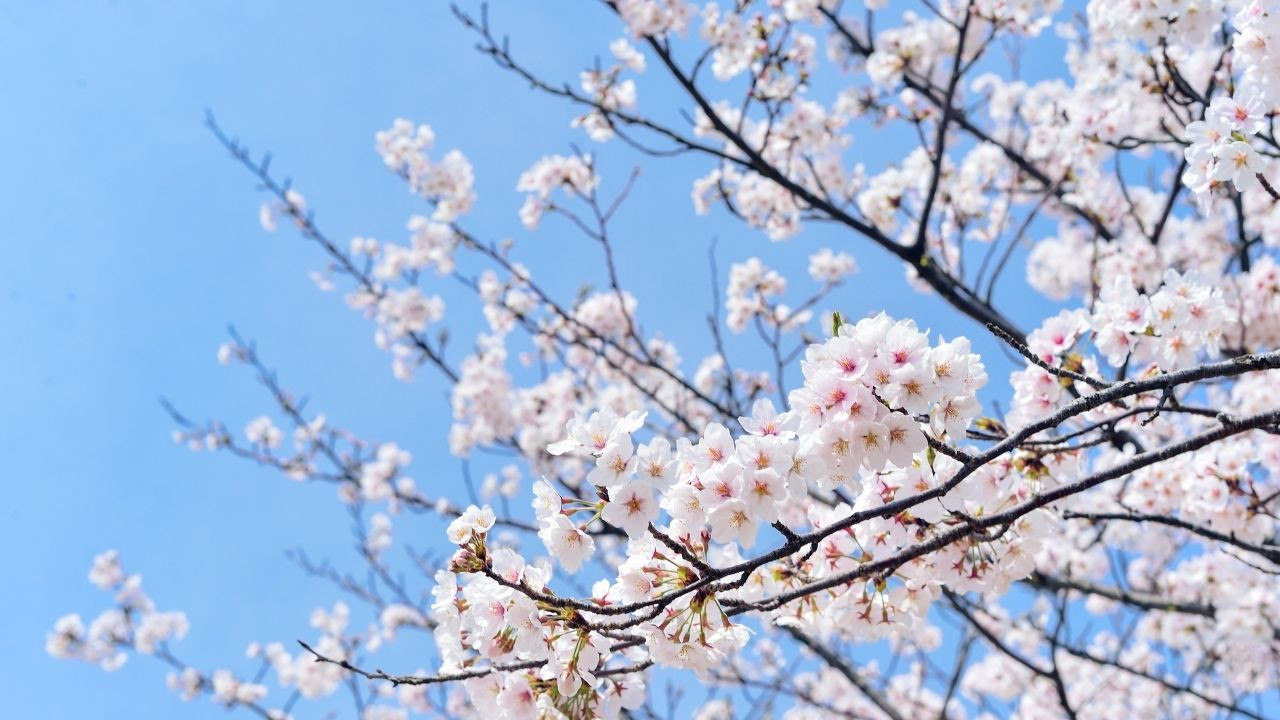 Cemre düşmesi nedir, ne zaman düşer? Gerçek mi, hurafe mi? İşte bilimsel açıklama